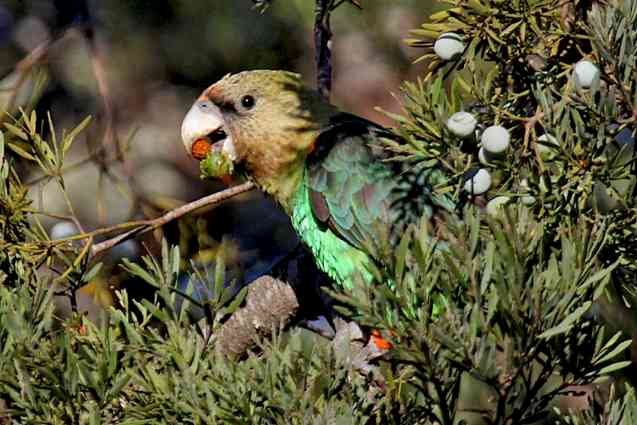 Cape Parrot 