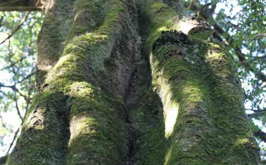 Save the Yellowwood - South Africas National Tree