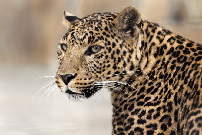 Leopard in Africa