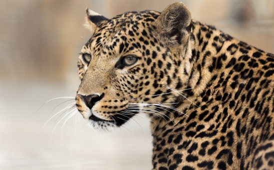 Our Favourite African Wildlife Centres to Visit