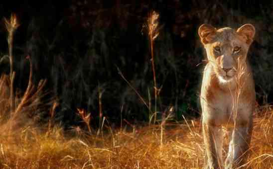 The Niassa Carnivore Projects Fight for African Wildlife in Mozambique