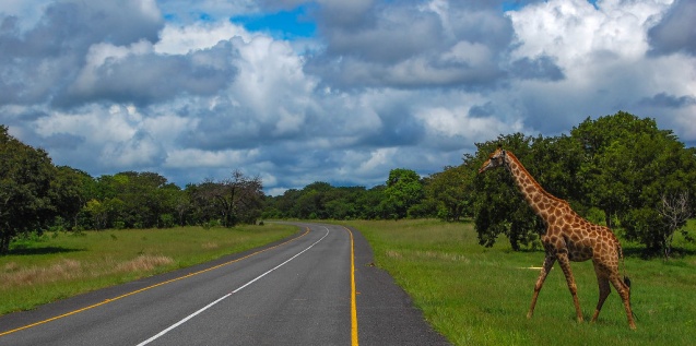 Giraffe crossing the road