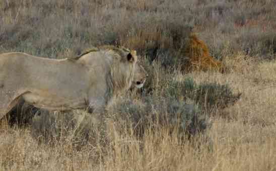 The Big Five Marathon - Wildlife & World-class Challenge in One!