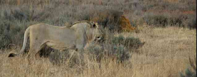 Male lion looks across the bush at Entabeni