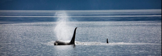 Killer whales, South Africa