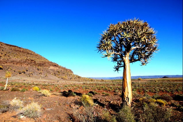 Kokerboom