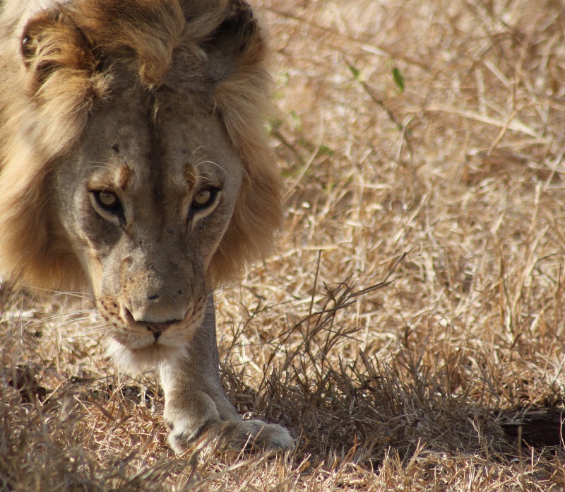 Q&A about Tailor-made safari packages - African Budget Safaris