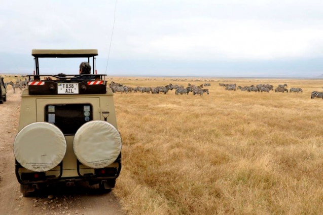 Tanzania zebra