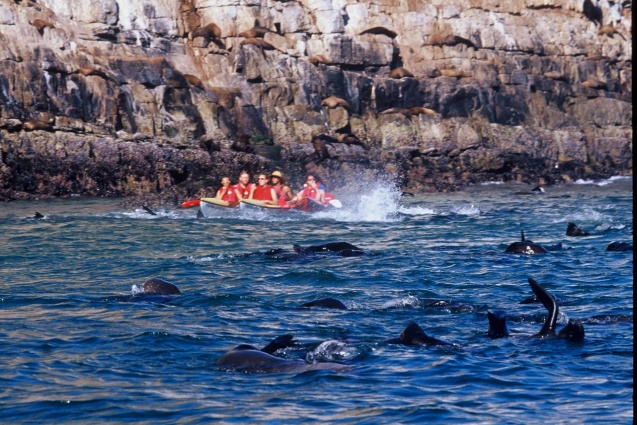 Hanging with Dolphins