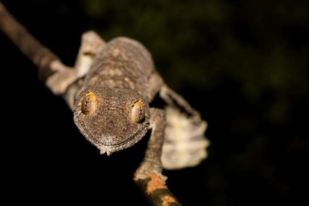 Giant leaf-tailed gecko, ankarana special reserve in northern madagascar