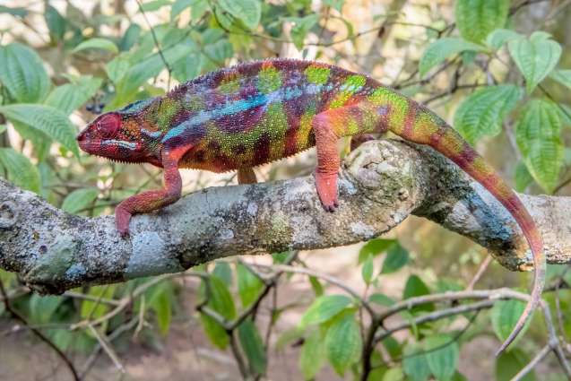 Panther chameleon madagascar