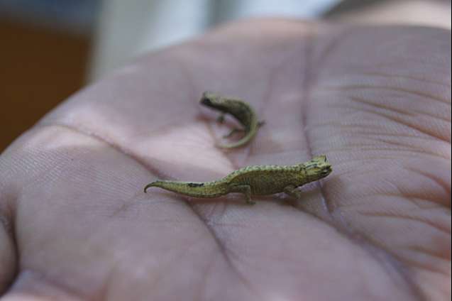 The smallest chameleon in the world -antsiranana, madagascar