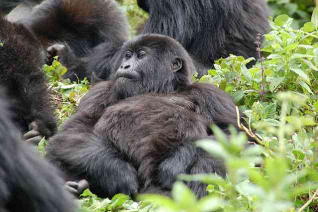 Gorilla Troop, Africa