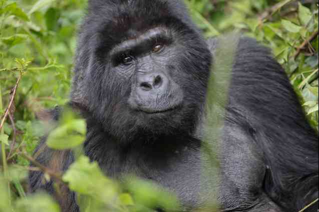 Bwindi Gorilla trekking, Uganda