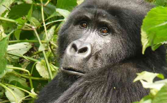The Big Guide to Gorilla Trekking in Africa