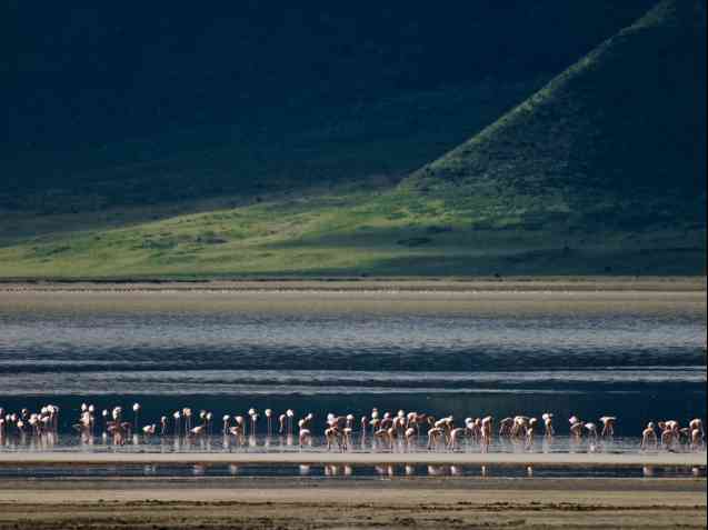 Flamingoes in the Ngorongoro Crater