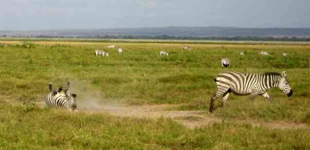 Zebra dust bath