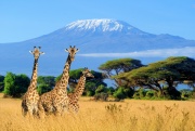 Giraffes in Kenya