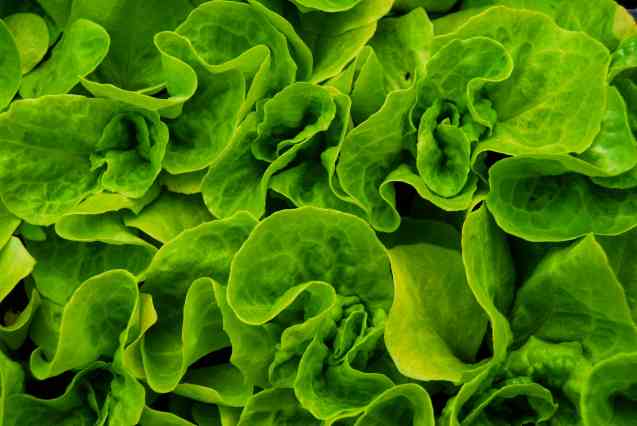 Vegan Guide, lettuce?
