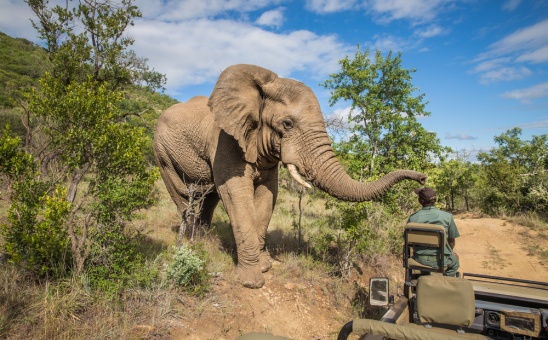 How to Master Safari Etiquette in Kruger National Park South Africa