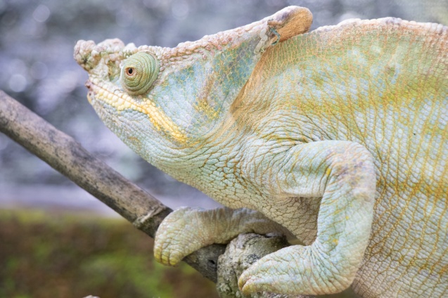 Mandraka Reptile Farm