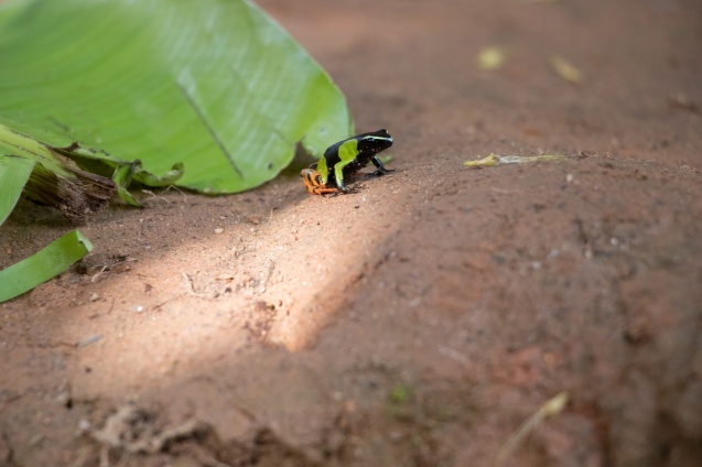 Mandraka Reptile Farm
