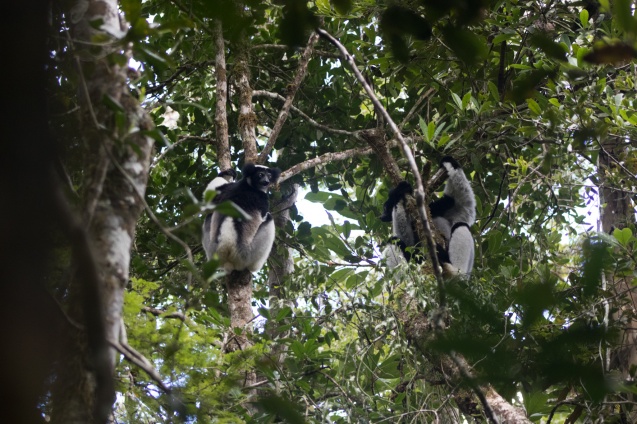 Andasibe lemurs