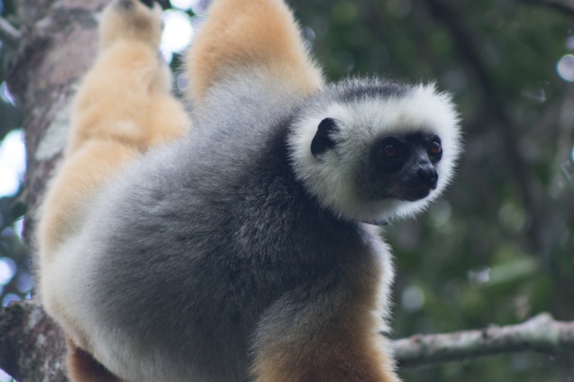 Andasibe lemur