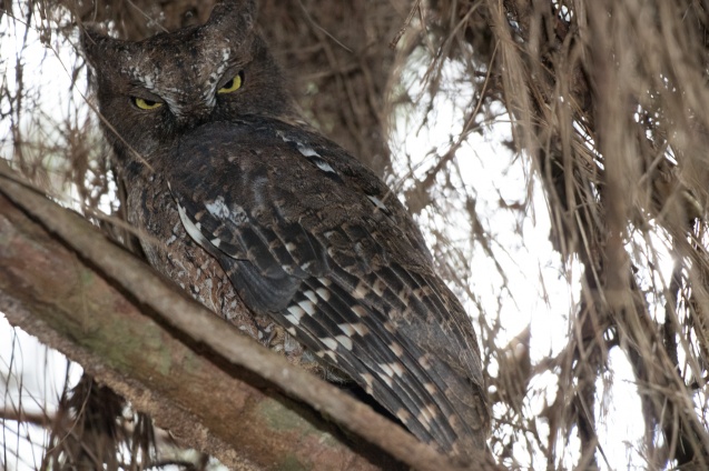 Andasibe owl