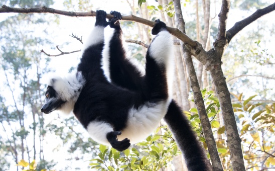 Dans Madagascar Travel Adventures (Part I)