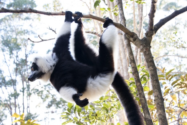 Madagascar Lemur