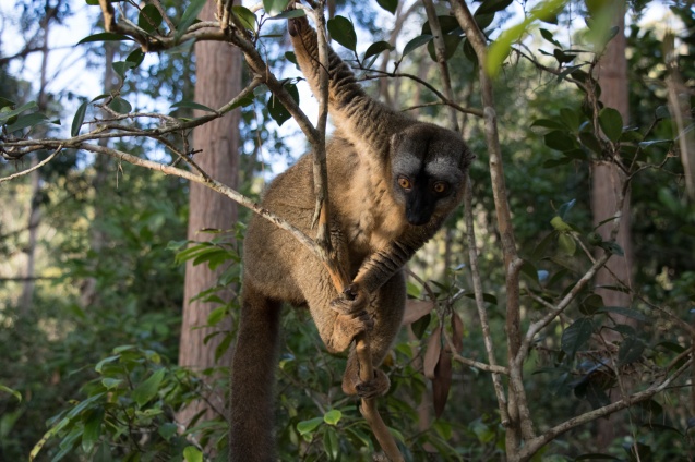 Lemur Island lemur in tree