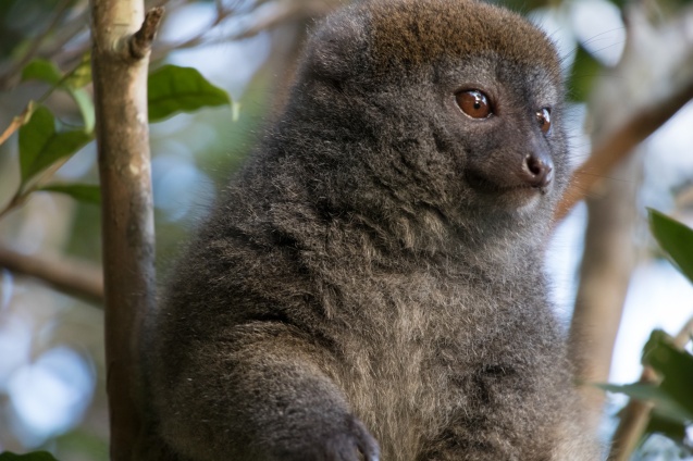Lemur Island lemur close-up