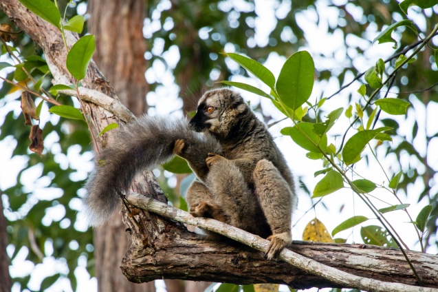 Lemur Island bush-tailed lemur