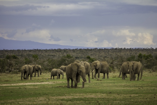 Ol Pejeta Big Five - elephant herd