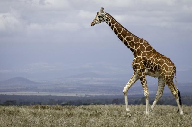 Ol Pejeta giraffe