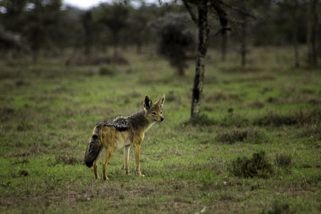 Ol Pejeta jackal