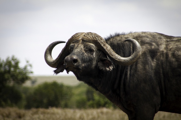 Ol Pejeta buffalo