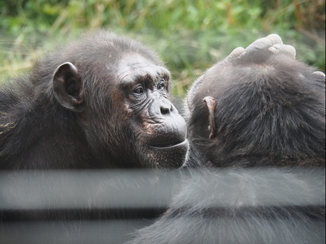 Sweetwaters Chimpanzee Sanctuary