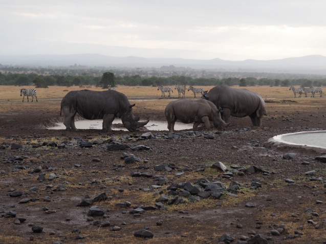 Ol Pejeta Conservancy rhinos