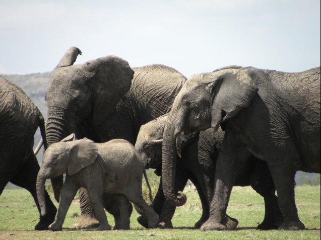 Ol Pejeta elephants