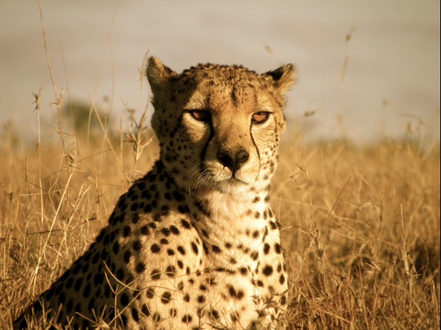 Ol Pejeta cheetah