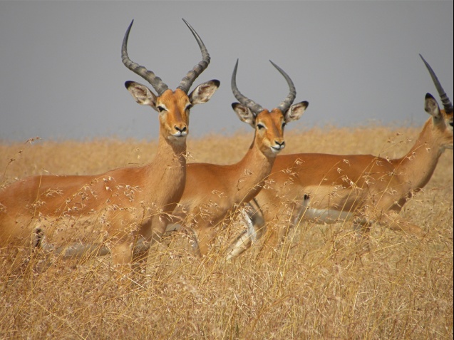 Ol Pejeta antelopes