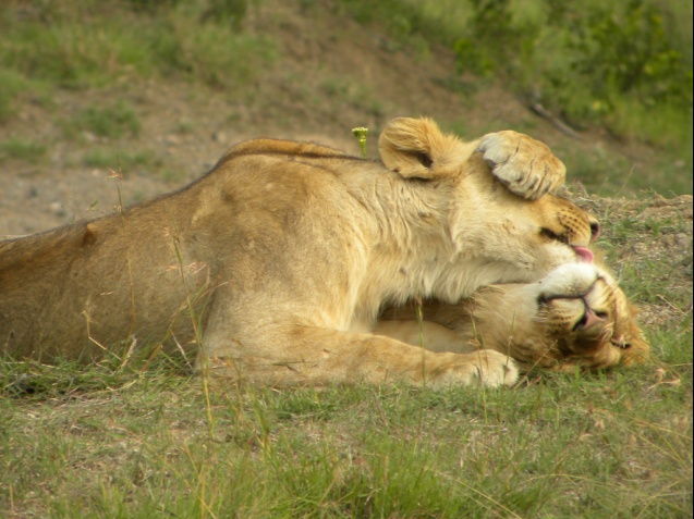 Ol Pejeta lions
