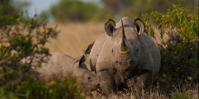 Black rhinos