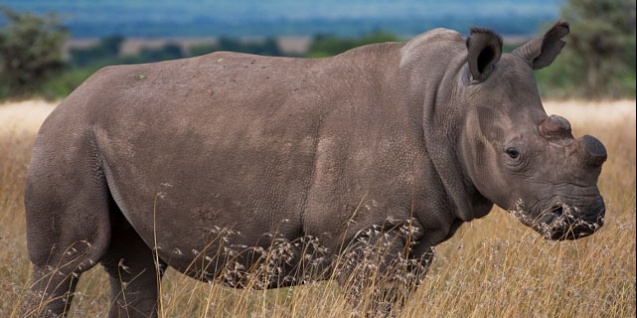 Last male northern white rhino