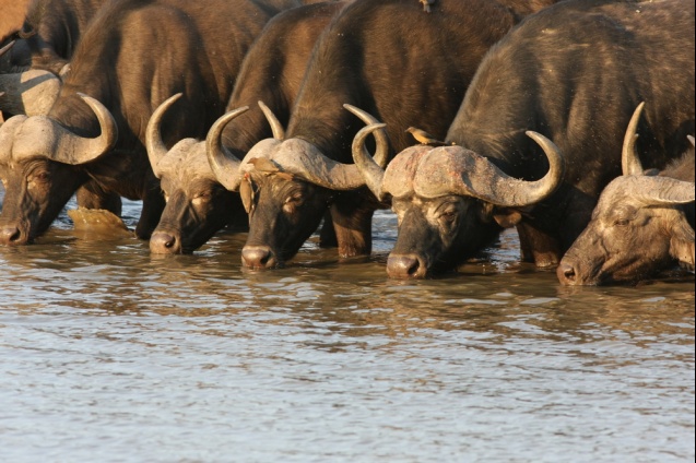 Buffaloes, Kruger National Park