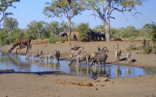 12 Top Waterholes for Watching Wildlife on Kruger National Park Safaris