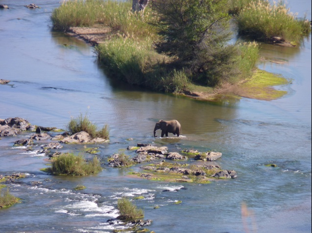 Elephant in the Olifants River