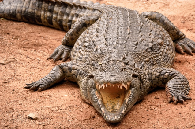 Crocodile in Kruger National Park